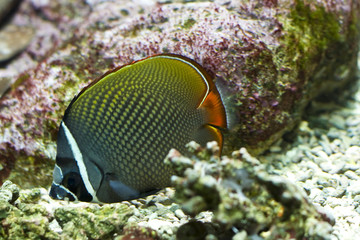 Fototapeta na wymiar an exotic fish swimming