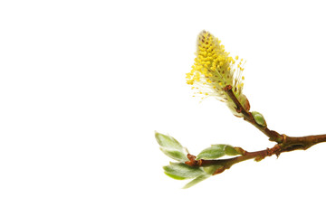 Willow tree flower © Richard Griffin