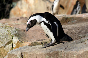Pinguin