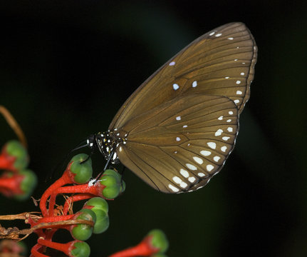 beautiful monarch butterfly on a green leaf