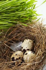 Obraz premium egg in a real nest