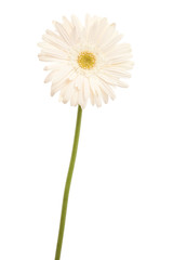white daisy flower