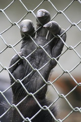 Hinter Gittern