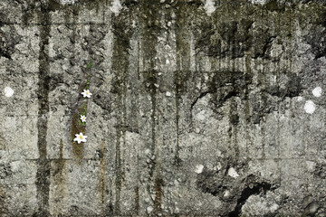 Textur Mauerblümchen