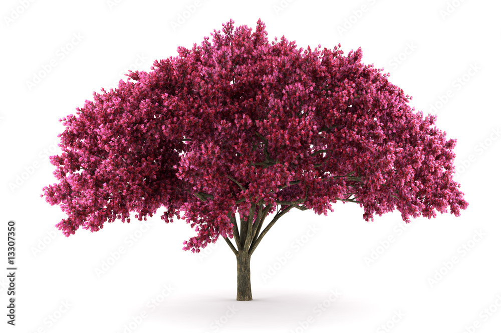 Wall mural cherry tree isolated on white background with clipping path