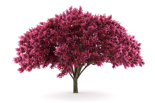 cherry tree isolated on white background with clipping path