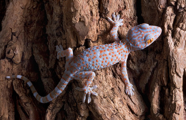 Baby Tokay gecko on tree - obrazy, fototapety, plakaty