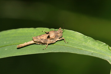 Locusts