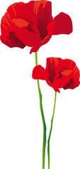 Coquelicot vecteur