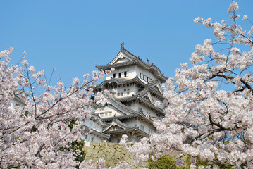 Naklejka premium Cherry blossoms at Himeji castle