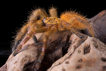 Orange tarantula close up © Cathy Keifer