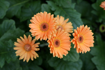 Herbera daisy