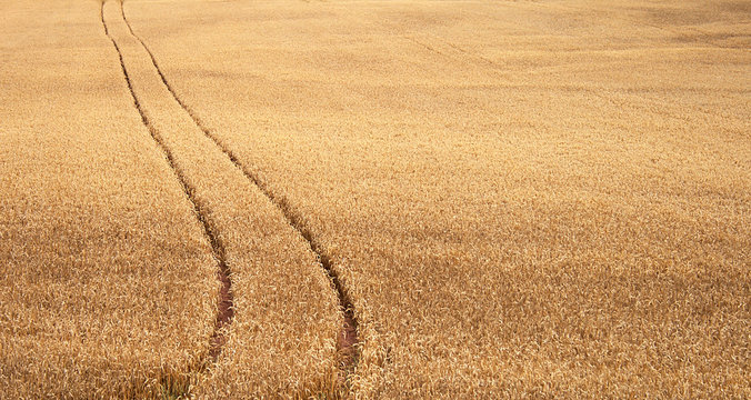Track of wheat field