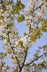 branche de cerisier - cerisier en fleur