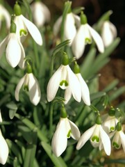 Schneegl&ouml;ckchen