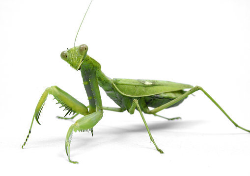 Mantis religiosa