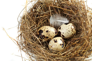 Obraz premium egg in a real nest