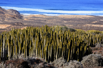 Euphorbia canariensis