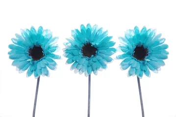 Cercles muraux Gerbera Three blue flowers on a white background