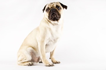 Fototapeta premium pug