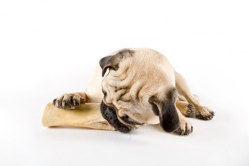 puppy pug chewing on a big bone