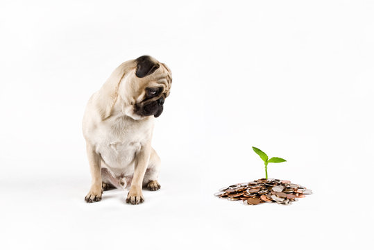 puppy dog watching money grow