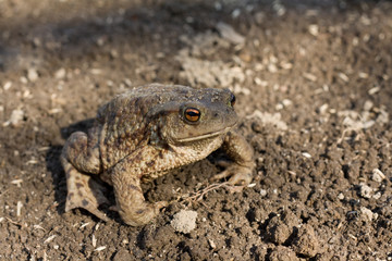 toad on earth
