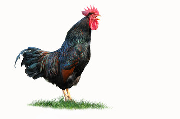 Huhn 2.1