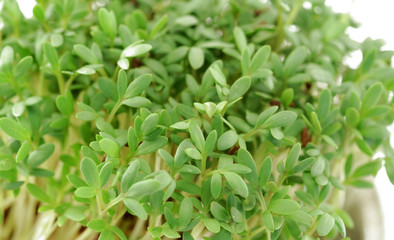 garden cress