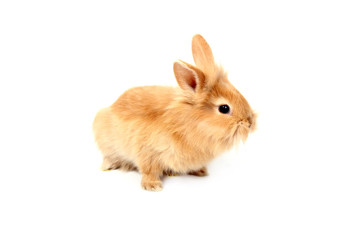 Obraz premium easter rabbit