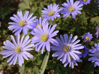 Blaue Fr&uuml;hlingsbl&uuml;her