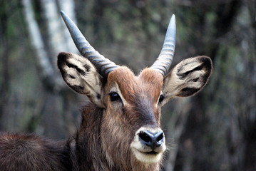 Antilope