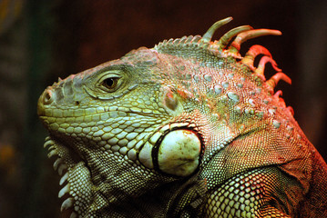 Iguana 2