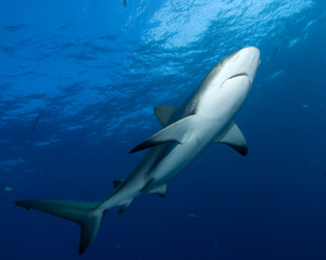 Naklejka premium Shark in Blue Water