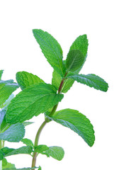 feuille de menthe