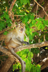 Monkey on the tree