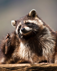 Fototapeta premium racoon (lat. Procyon lotor)
