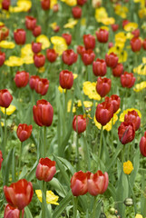 Fototapeta premium tulip field