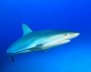Shark