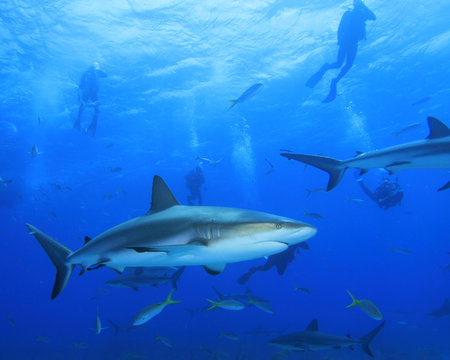 Shark with Scuba Divers silhouetted in background