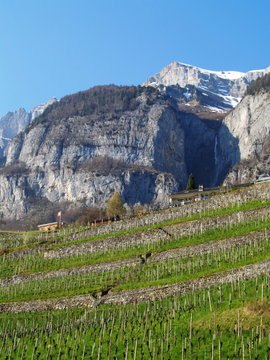 vigne....walenstadt