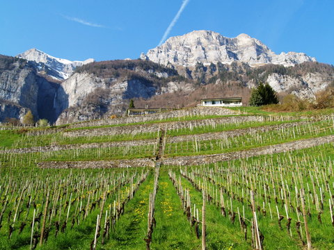 vignoble au printemps