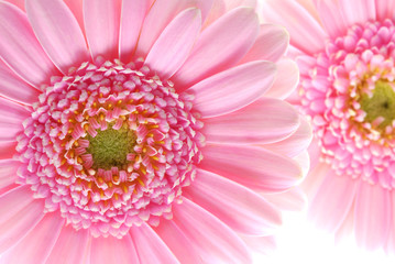 pink gerber flowers