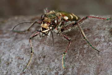 Fototapeta premium Carabidae restricta