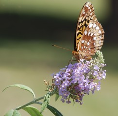 Feeding Butterfly