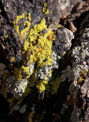 Lichen