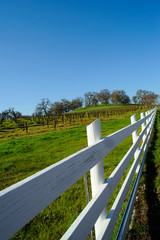 White Wooden Fence And Vineyard
