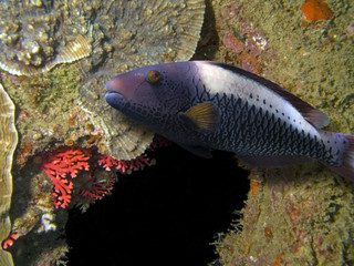 Parrotfish