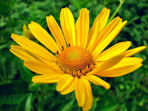 Fototapeta big yellow flower