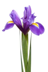 Foto op Plexiglas Iris iris flower
